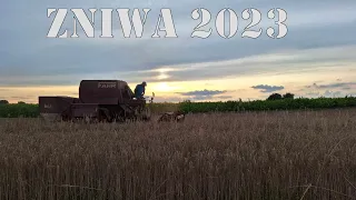 Wieczorne Żniwa Pszenżyta Na Lubelszczyźnie | Fahr M66 W Akcji! | Żniwa 2023