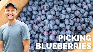 Picking Blueberries at a Local Blueberry Farm! + Tips on Growing Blueberries