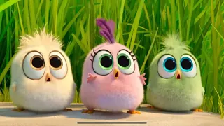 J.Geco - Chicken Song / Angry Birds Hatchings ( Music Video HD)