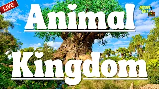 🔴 LIVE: Animal Kingdom Evening Stream |  Disney World Live Stream