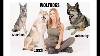 WOLFDOGS - WHICH ONE IS BEST?
