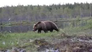 Close encounter with a bear in Finland