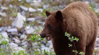 WildLife  - Bear Day