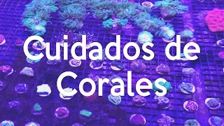 ¿Cómo cuidar corales en una pecera marina? | AcuaTV