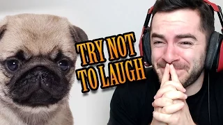 TRY NOT TO LAUGH - Pug Edition