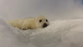 Magdalen Island/Kanada - Robbenbaby-Beobachtung