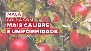 Veja o como colher maçãs uniformes, com maior calibre e produtividade