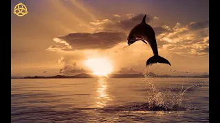 The Dolphin Therapy / Relaxing Music for Healing and Stress