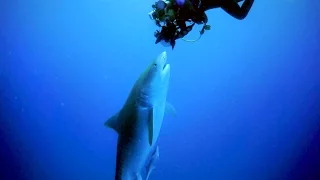 Diver Comes Face To Face With Tiger Shark