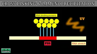 Cross Linking And Immunoprecipitation | Clip Technique | CLIP |