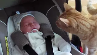 Cats Meeting Babies for the FIRST Time [NEW] Compilation