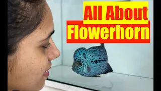 Flowerhorn Fish | How to keep a Flowerhorn Aquarium | How to Grow Flowerhorn | JK Exotic HD 1080p