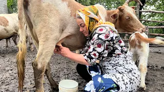 Milking Cows and Preparing Homemade Cheese in a Beautiful Mountain Village