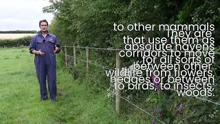 Why are hedgerows important to the environment?
