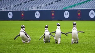 Penguins in the End Zone: The Penguins Visit Soldier Field