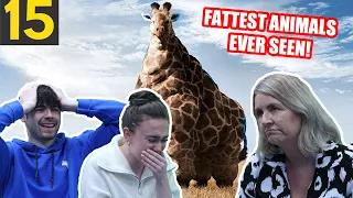 BRITISH FAMILY REACTS! 15 FATTEST Animals Ever Seen!