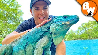 Blue Iguana Fights Extinction and Wins!