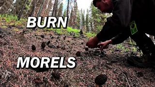 Harvesting Morel Mushrooms from a Yukon Wildfire
