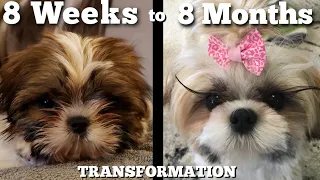 Watch Our Puppy Grow Shih Tzu Transformation