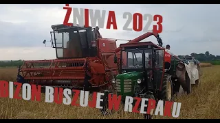 Żniwa 2023✔▶🔥Bizon Buszuje w Rzepaku🔥Rozpoczęcie Żniw 2023?!🔔🔥▶PrawilnyRolnik!!