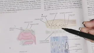 Olfactory Nerve, course function and clinical correlate, First Cranial Nerve, #neuroanatomy