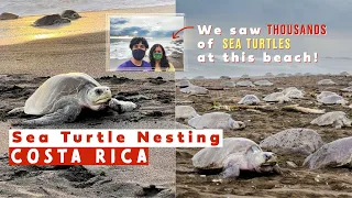 Olive Ridley Sea Turtle Nesting | Costa Rica | Ostional Beach, Guanacaste