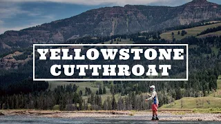 Yellowstone Cutthroat