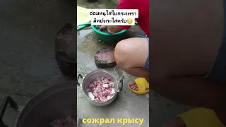 сожрал крысу