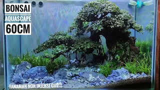 #233 Membuat bonsai aquascape dari kayu rasamala