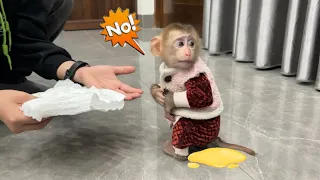 Baby monkey Tina pooped and didn't want Bim to change her diaper