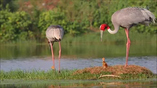 Songs of Love: Sarus Cranes’ Lifelong Romance