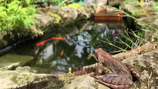 Garden ponds the basics