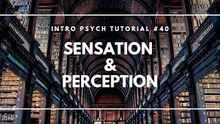 Introduction to Sensation and Perception (Intro Psych Tutorial #40)