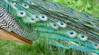 Pyšný jako páv; As Proud as a Peacock