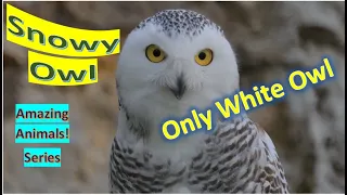 Snowy Owl facts🦉Polar Owl 🦉White Owl 🦉Arctic Owl 🦉native to Arctic regions of North America 🇺🇸