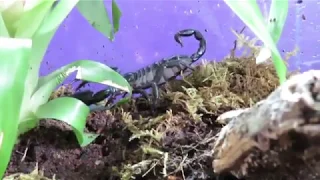Asian Forest Scorpion Gets A Bioactive Vivarium
