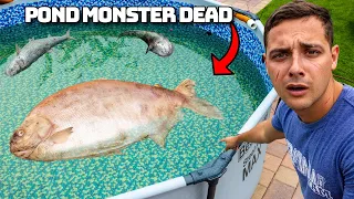 I Found The Pond Monster Dead