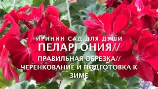 ПЕЛАРГОНИЯ//Правильная обрезка, черенкование и подготовка к зиме