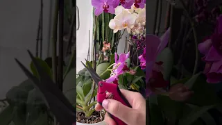 🫣🤭#орхидеи #орхидеядома #орхидеиуход #orchid #фаленопсис #орхомания