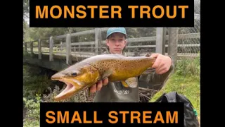 MONSTER Spawn Run Brown Trout in Western Victoria