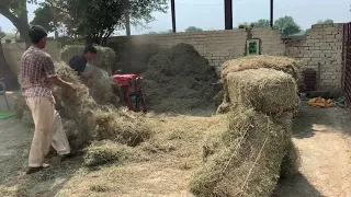 Alfalfa Hay For Goats || بکریوں کے لئے خشک لوسن