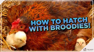 Broody Hatching 101: The Essential Guide to Hatching with a Broody Hen!