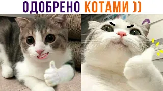 Приколы с котами. Одобрено котами))) | Мемозг 951