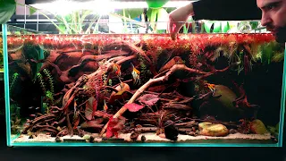 Fixing My Red Devil Angelfish Aquarium