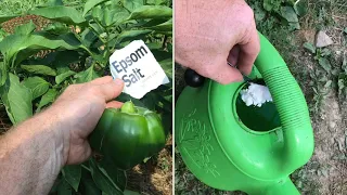 “using” EPSOM SALT in the garden on peppers