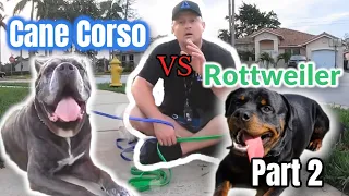 Cane Corso vs Rottweiler Pt. 2- Which is Best?  Dog Trainer's Opinion