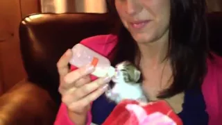 Adorable Little Kitten Drinking Milk