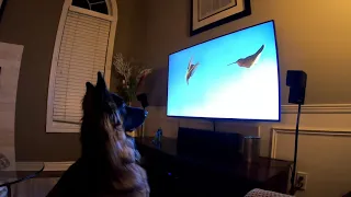 German Shepherd likes to watch TV