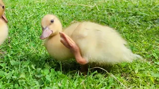 Chicken Raises Ducklings - Digging for Worms & First Swim