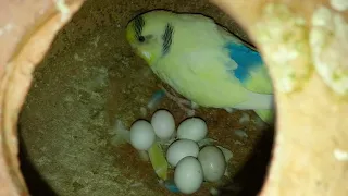 How Long Does It Take for Budgie Eggs to Hatch? Understanding the Incubation Process